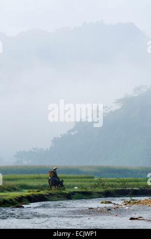 Vietnam, province de Lao Cai, près de Bac Ha, l'homme de son groupe ethnique Thai buffles pour les champs Banque D'Images