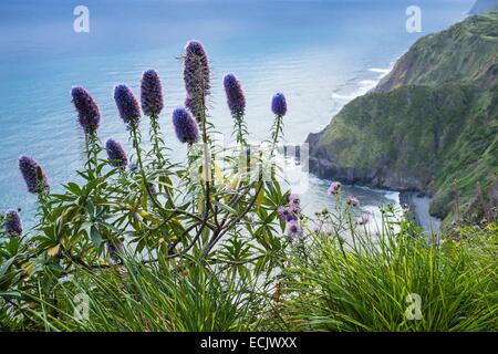 Le Portugal, l'île de Madère, côte nord, Echium candicans (syn. Venise en bateau) communément appelé fierté de Madère et l'indigène à l'île de Madère Banque D'Images