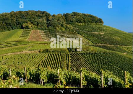 Luxembourg, Diekirch district, région de la Moselle, de la Moselle vignobles autour du village de Wintrange (Wintringen) Banque D'Images