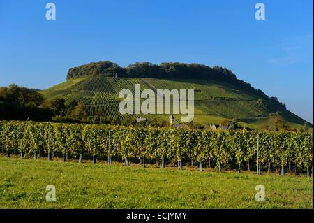 Luxembourg, Diekirch district, région de la Moselle, de la Moselle vignobles autour du village de Wintrange (Wintringen) Banque D'Images