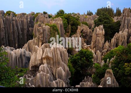 Chine, Province du Yunnan, Shilin, formations karstiques dans le parc de forêt de pierre Banque D'Images