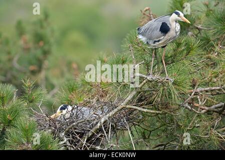 France, Picardie, Baie de Somme, le Héron cendré (Ardea cinerea), le parc du Marquenterre nidification couple au sommet d'un pin Banque D'Images