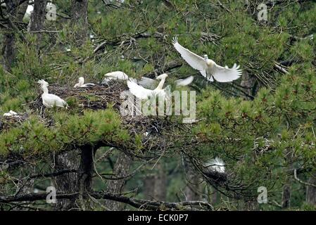 France, Picardie, Baie de Somme, la spatule blanche (Platalea leucorodia) colonie d'oiseaux nicheurs dans les pins du parc du Marquenterre Banque D'Images