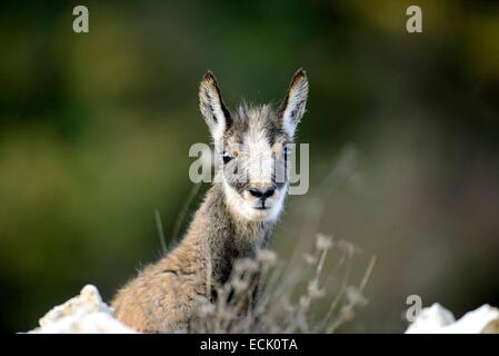 France, Doubs, Mathay, chamois (Rupicapra rupicapra), kid jouer jouant dans une carrière en exploitation de Montbeliard Banque D'Images