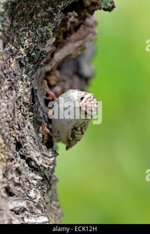 France, Doubs, oiseaux, (Certhia brachydactyla) Bruant poussins d'alimentation dont le nid est installé derrière un morceau d'écorce de cerisier le lâche Banque D'Images