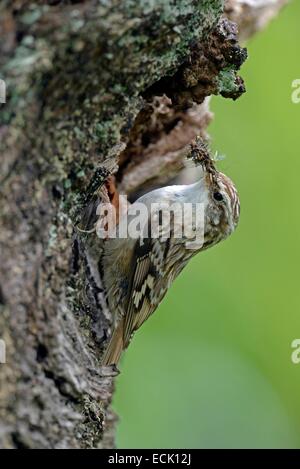 France, Doubs, oiseaux, (Certhia brachydactyla) Bruant poussins d'alimentation dont le nid est installé derrière un morceau d'écorce de cerisier le lâche Banque D'Images