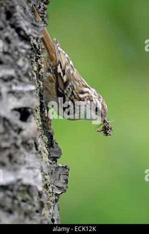 France, Doubs, oiseaux, (Certhia brachydactyla) Bruant poussins d'alimentation dont le nid est installé derrière un morceau d'écorce de cerisier le lâche Banque D'Images