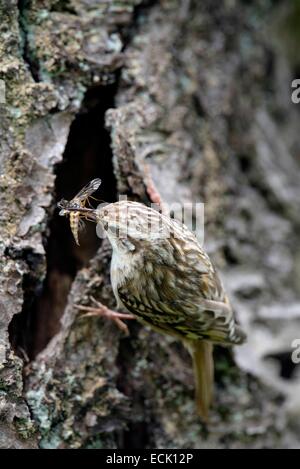 France, Doubs, oiseaux, (Certhia brachydactyla) Bruant poussins d'alimentation dont le nid est installé derrière un morceau d'écorce de cerisier le lâche Banque D'Images