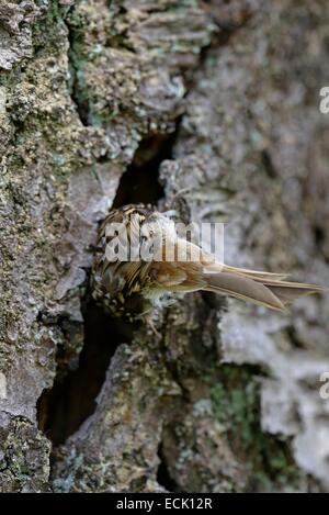 France, Doubs, oiseaux, (Certhia brachydactyla) Bruant poussins d'alimentation dont le nid est installé derrière un morceau d'écorce de cerisier le lâche Banque D'Images