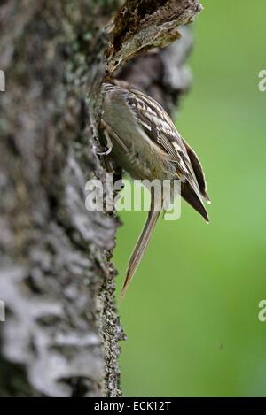 France, Doubs, oiseaux, (Certhia brachydactyla) Bruant poussins d'alimentation dont le nid est installé derrière un morceau d'écorce de cerisier le lâche Banque D'Images