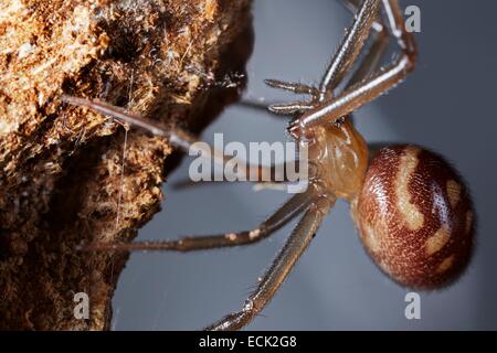 France, Paris, Araneae, Theridiidae, faux ou de veuve noire araignée Steatoda grossa (placard), Femme Banque D'Images