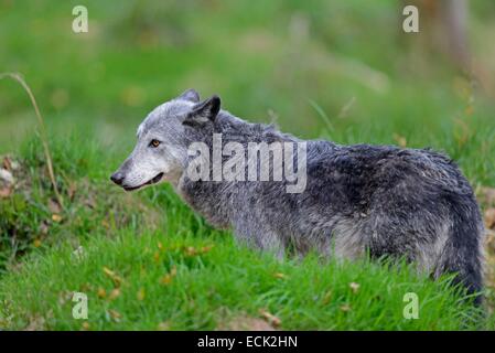 France, Moselle, parc animalier Saint Croix, Rhodes, Black wolf (Canis lupus) Banque D'Images