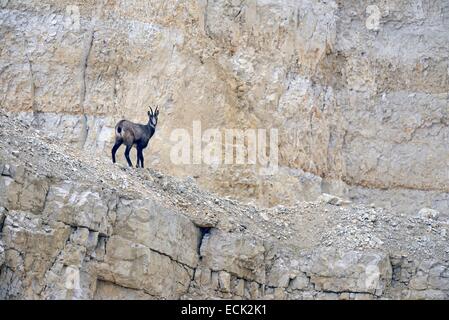 France, Doubs, Mathey, chamois (Rupicapra rupicapra) opérant dans une carrière encore en activité, des profils de Falaise Banque D'Images