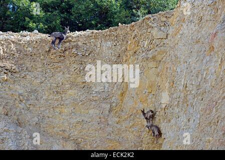 France, Doubs, Mathey, chamois (Rupicapra rupicapra) Θvoluant carriΦre in a encore en exploitation, jeunes et adulte α flans de falaise Banque D'Images