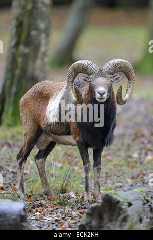 France, Moselle, parc animalier Saint Croix, Rhodes, le mouflon de Corse (Ovis gmelini musimon), homme Banque D'Images