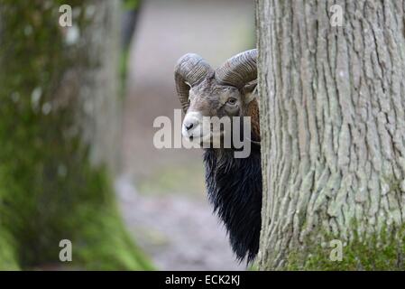 France, Moselle, parc animalier Saint Croix, Rhodes, le mouflon de Corse (Ovis gmelini musimon), homme Banque D'Images