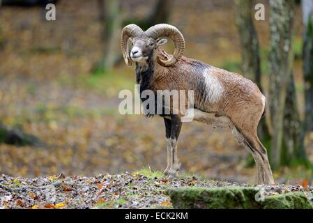 France, Moselle, parc animalier Saint Croix, Rhodes, le mouflon de Corse (Ovis gmelini musimon), homme Banque D'Images