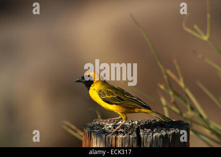 Le sud de l'Oiseau Weaver Ploceus velatus masqués Augrabies Falls National Park Northern Cape Afrique du Sud Banque D'Images