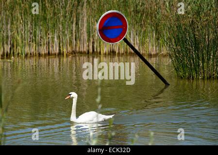 France, Doubs, oiseau, mute swan (Cygnus olor), piscine d'oiseaux sur un étang à côté d'un panneau interdisant l'parking jeté par-dessus bord Banque D'Images