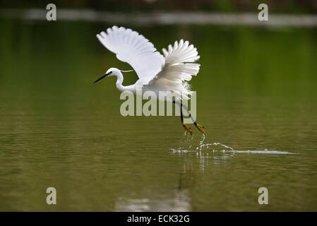 France, Doubs, Belfort, Echasier, Aigrette garzette (Egretta garzetta), pour la chasse aux oiseaux de la nourriture dans un marais Banque D'Images