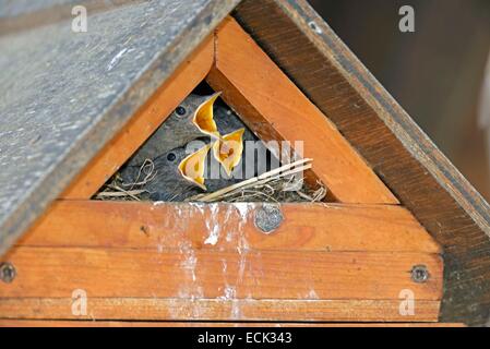 France, Doubs, Rougequeue noir (Phoenicurus ochruros), nourrir les quatre poussins par femelle dont le nid est installé dans un nichoir conctruit dsous un carport Banque D'Images