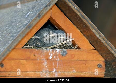 France, Doubs, Rougequeue noir (Phoenicurus ochruros), nourrir les quatre poussins par femelle dont le nid est installé dans un nichoir conctruit dsous un carport Banque D'Images