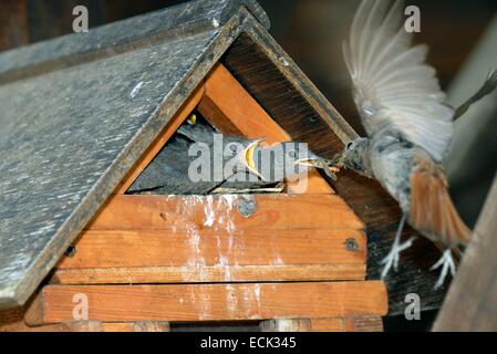 France, Doubs, Rougequeue noir (Phoenicurus ochruros), nourrir les quatre poussins par femelle dont le nid est installé dans un nichoir conctruit dsous un carport Banque D'Images