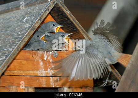 France, Doubs, Rougequeue noir (Phoenicurus ochruros), nourrir les quatre poussins par femelle dont le nid est installé dans un nichoir conctruit dsous un carport Banque D'Images