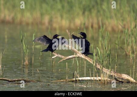 L'Italie, Delta du Pô, cormoran pygmée (phalacrocorax pygmaeus), couple Banque D'Images