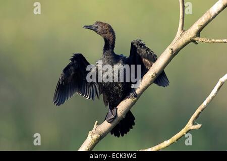 L'Italie, Delta du Pô, cormoran pygmée (phalacrocorax pygmaeus) Banque D'Images