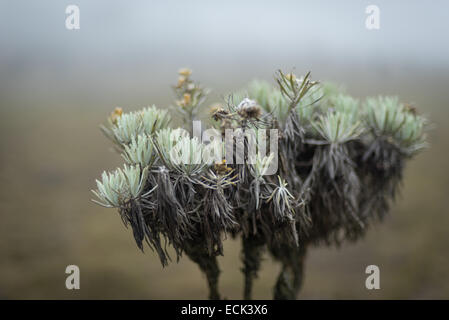 Leontopodium alpinum (Edelweiss) fleurs à Gede Pangrango Parc National. Banque D'Images