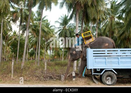 Koh Samui, Thaïlande, le transport de l'éléphant d'Asie (Elephas maximus) par camion Banque D'Images