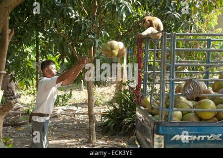 Koh Samui, Thaïlande, la récolte de noix de coco avec le Nord à queue de cochon (leolina) Banque D'Images