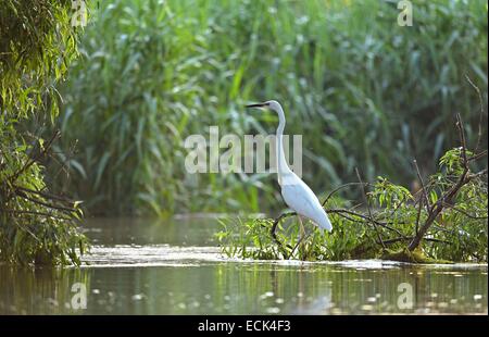 La Roumanie, le Delta du Danube classés au Patrimoine Mondial par l'UNESCO, Grande Aigrette (Ardea alba) perché sur une branche d'une petite rivière à l'affût de proies Banque D'Images