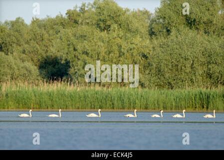 La Roumanie, le Delta du Danube classés au Patrimoine Mondial par l'UNESCO, mute swan (Cygnus olor), un groupe de mouches dans un seul fichier sur un lac à Delta Banque D'Images