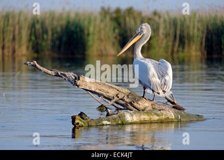 La Roumanie, le Delta du Danube classés au Patrimoine Mondial par l'UNESCO, Pélican frisé (Pelecanus crispus) perché sur une branche qui sortent d'un lac dans la rivière Banque D'Images