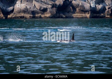 États-unis, Alaska, péninsule de Kenai, Kenai Fjords National Park, l'orque (Orcinus orca), groupe de résidents Banque D'Images