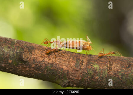 Les fourmis tisserandes asiatiques sont des carnivores dans la nature. ici ils portent une tête de crevette est mort. genre Oecophylla Formicidae famille Banque D'Images