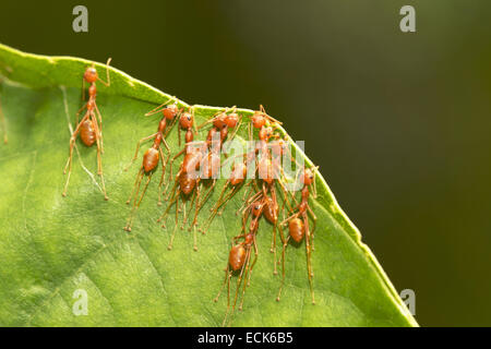 Les fourmis tisserandes asiatiques croix leur nid avec de la salive. genre Oecophylla Formicidae famille Banque D'Images