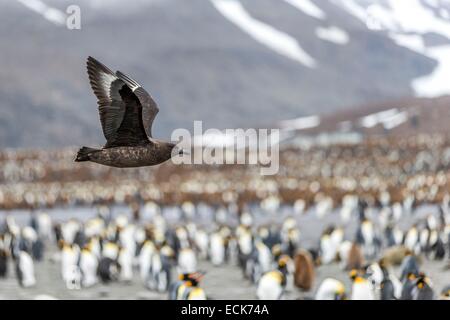 Océan Atlantique sud, South Georgia Island, labbe parasite (Stercorarius antarcticus) Banque D'Images