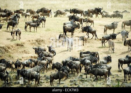 Kenya, Masai Mara National Reserve, zèbres de Grant (Equus burchelli granti) et le gnou (Connochaetes taurinus) prêt pour la grande migration Banque D'Images