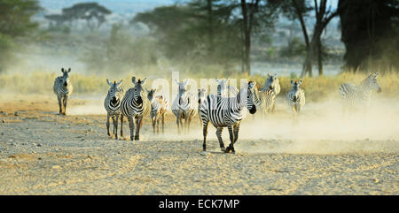 Au Kenya, le Parc national Amboseli, zèbres de Grant (Equus burchelli granti) fonctionnant dans la poussière Banque D'Images