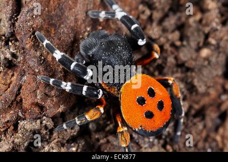 France, Indre, Araneae, Eresidae, Coccinelle Eresus kollari (araignée), homme Banque D'Images