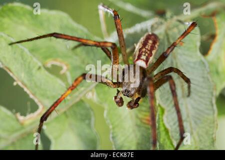 France, Poitiers, Araneidae, spider Argiope bruennichi (WASP), homme Banque D'Images