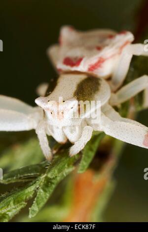 France, Poitiers, Thomisidae, Crabe, araignée Thomise Thomisus onustus . (enflΘe), portrait Banque D'Images