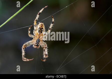 France, Poitiers, Araneidae, European garden Spider, Spider Diadem, spider, ou orbweave Araneus diadematus(r), face ventrale de la femelle sur son site web Banque D'Images