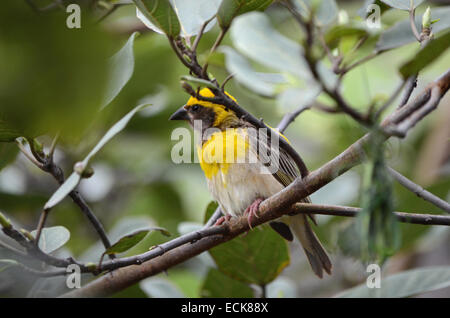 Baya weaver Ploceus philippinus, la construction d'un nid d'oiseaux, Maharashtra, Inde Banque D'Images