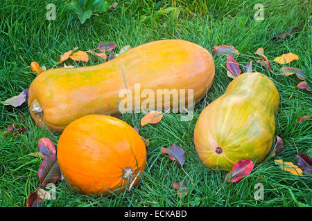 Sur l'herbe verte jeter trois grandes citrouille mûre. Banque D'Images