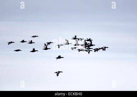 États-unis, Alaska, Arctic National Wildlife Refuge, Kaktovik, velours (Melanitta fusca macreuse), en vol Banque D'Images