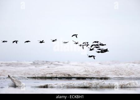 États-unis, Alaska, Arctic National Wildlife Refuge, Kaktovik, velours (Melanitta fusca macreuse), en vol Banque D'Images